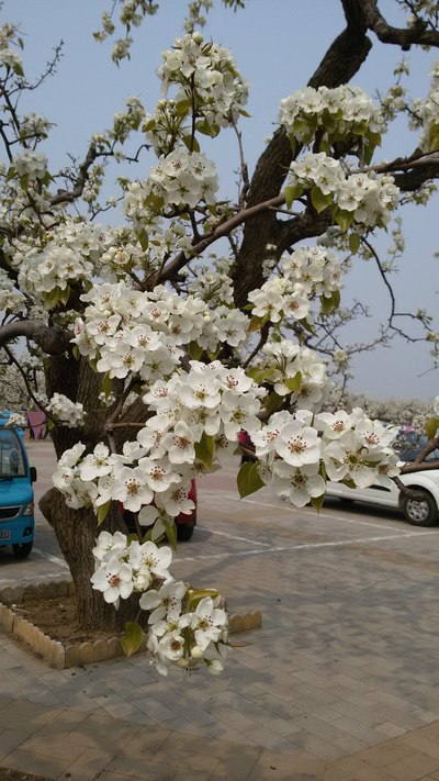 北京房山的梨花节
