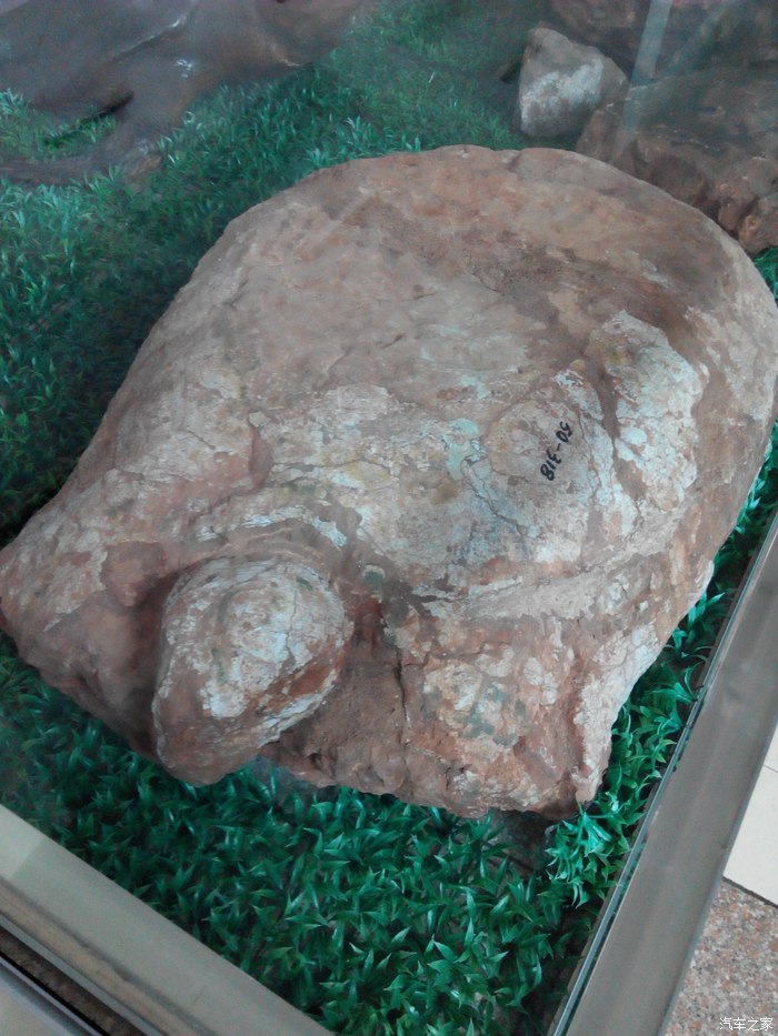 7000万年前的龟化石