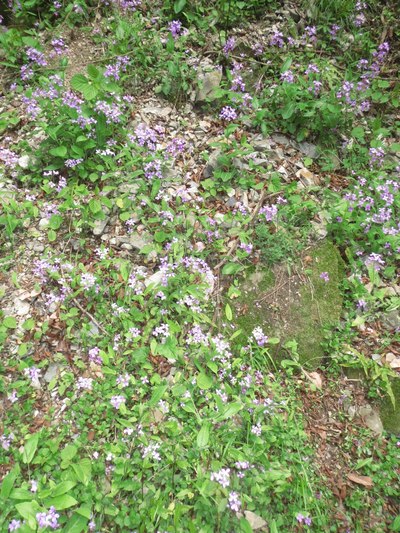 【前言】秀灵大美的湖北————美景赏不够