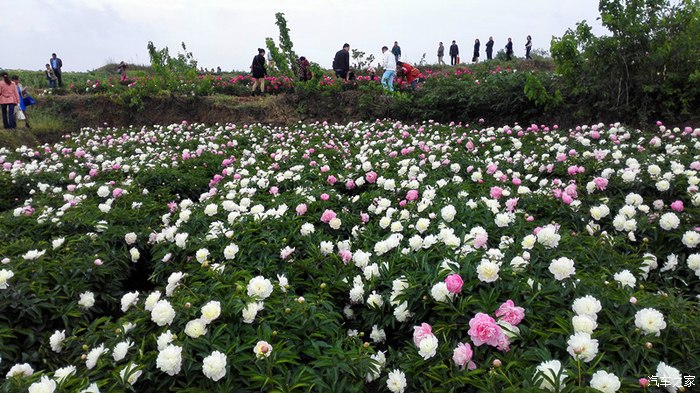 中江芍药谷风景区电话图片