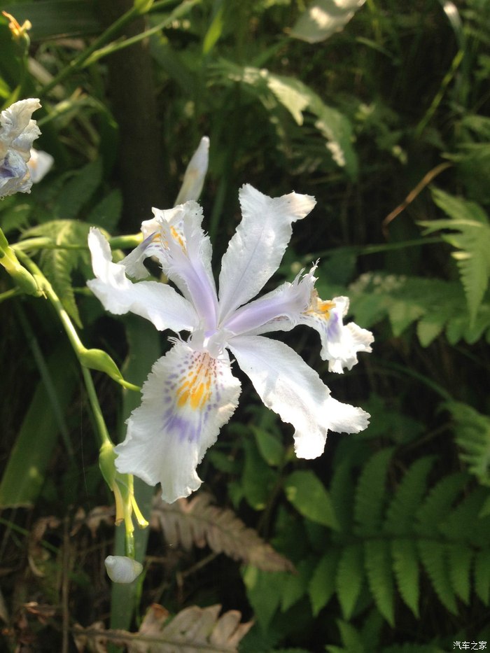 鸢尾花,就是扁竹根