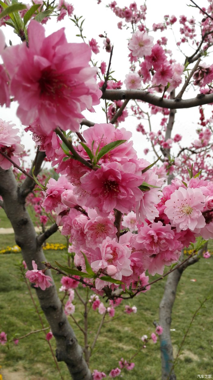 4月19日平谷賞桃花所有照片為華為mt7拍攝