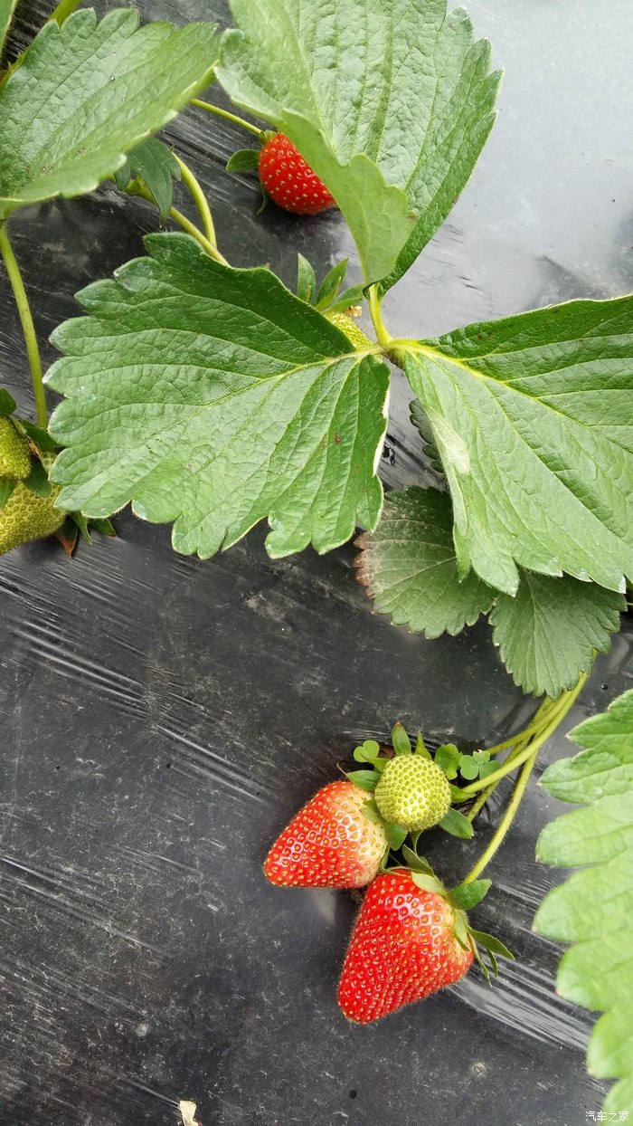 草莓蔷薇科草莓属多年生草本