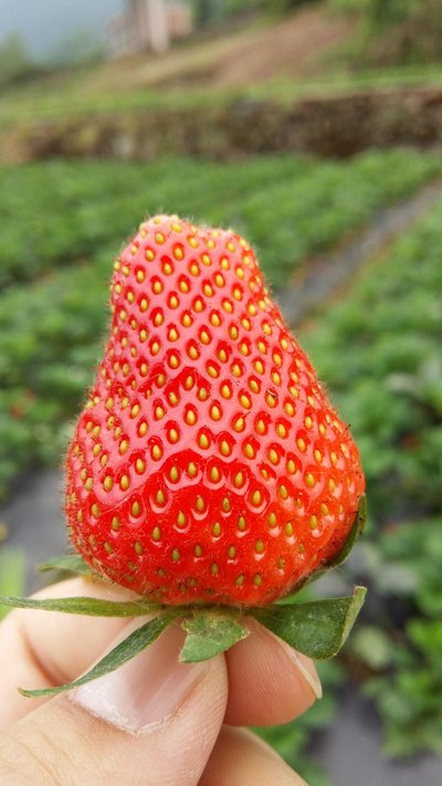 草莓(蔷薇科,草莓属多年生草本)