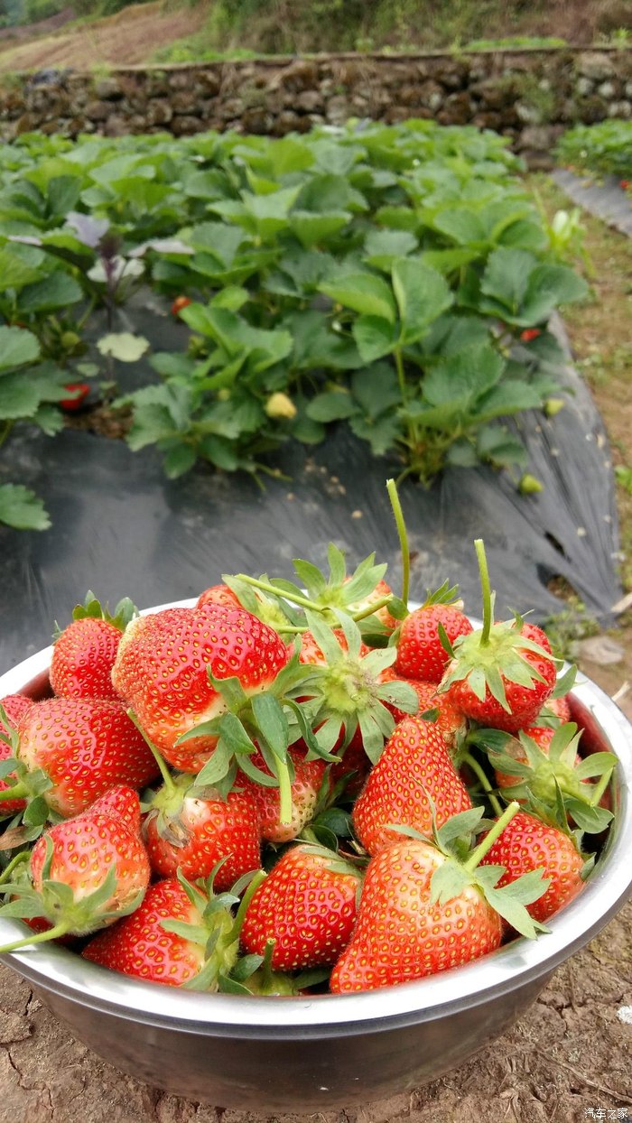 草莓蔷薇科草莓属多年生草本