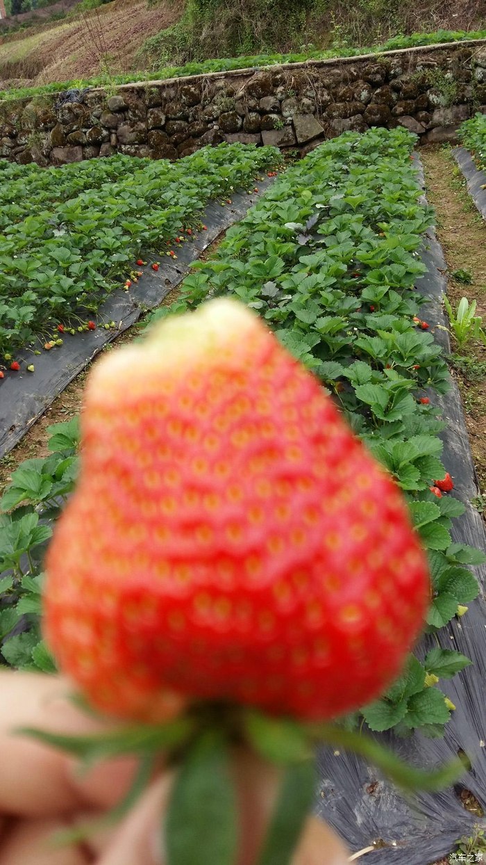 草莓蔷薇科草莓属多年生草本