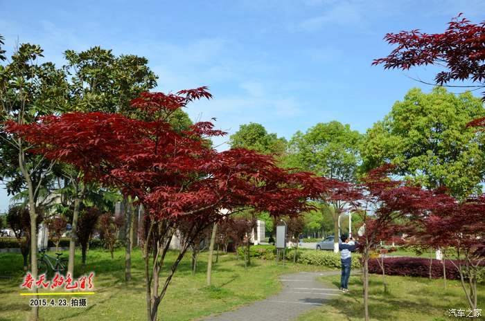 小伊隨拍萬紫千紅總是春大學校園春天的色彩