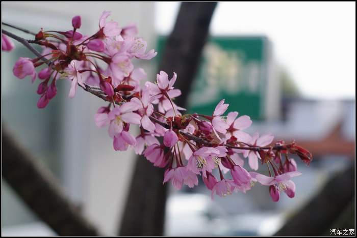 灰机不忘初心五瓣樱花