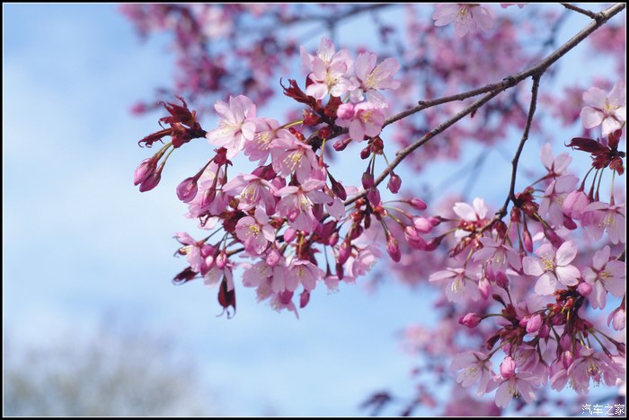灰机不忘初心五瓣樱花
