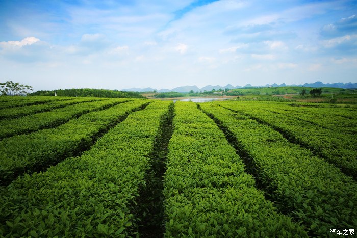 平坝农场,漂亮得无法形容,美得无与伦比,适合去初恋.