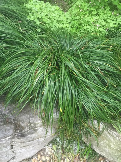 臭冉给起名头发草