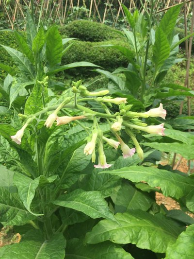 第一次看到烟草,就是这样滴!