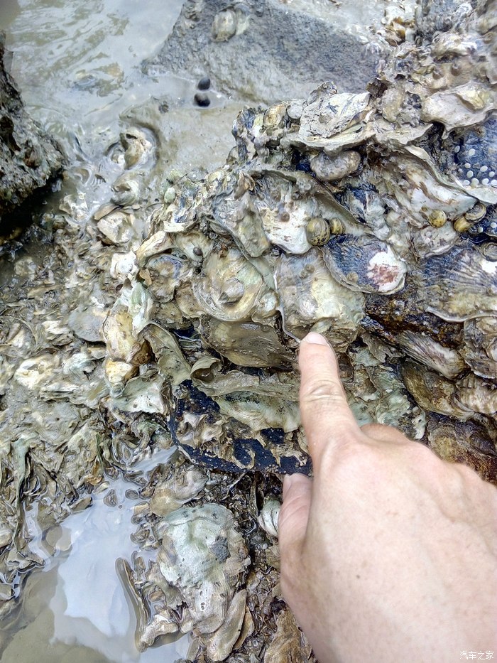 51劳动节的劳动赶海海边红树林捡生蚝