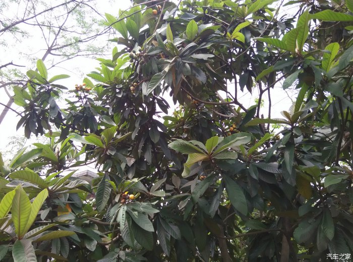 起亚k3/k3s论坛_汽车之家论坛