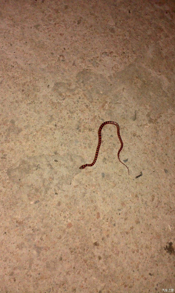 晚上出来看到一条小花蛇