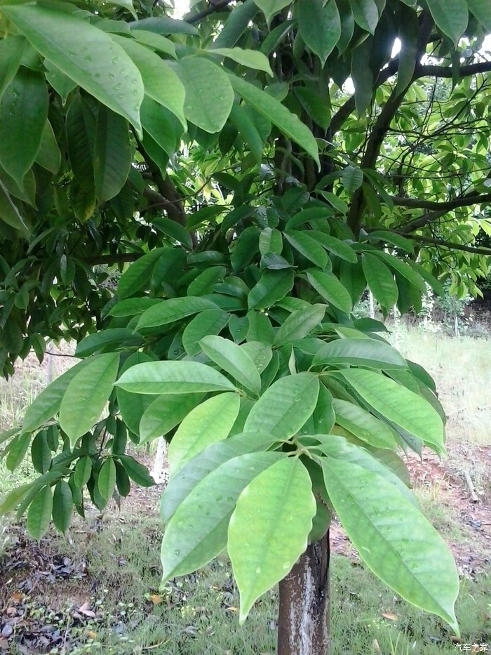 自驾游途中的杜英送黑人帅哥三枚