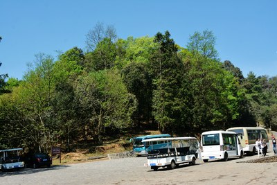 師宗菌子山*看那漫山遍野的杜鵑花兒開(2)