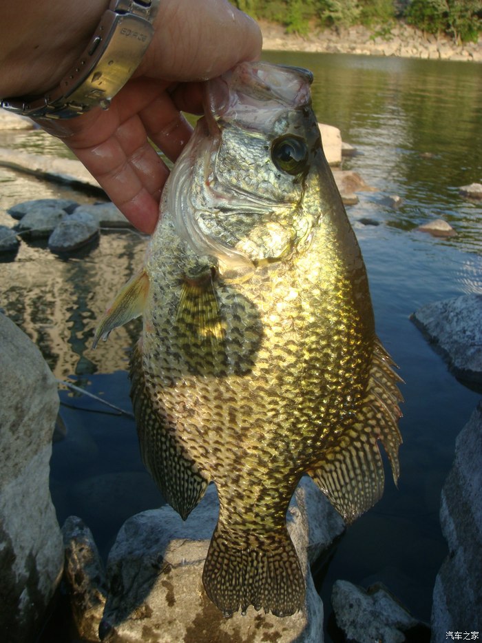 轻杆细线博小鱼小钓石鲈