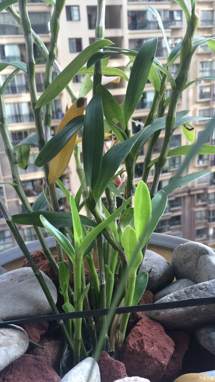 石斛开花发芽了