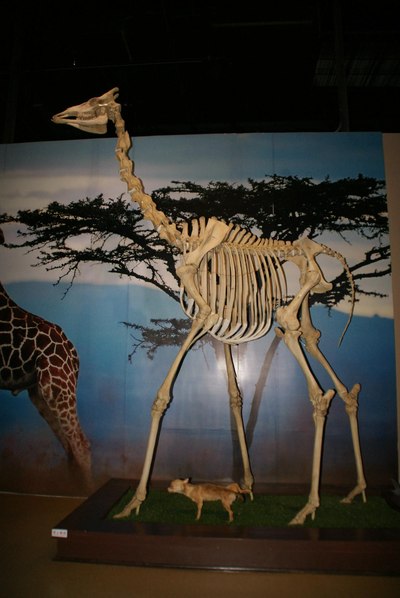 2015年 无名的旅行游记 美景 美食 美女 5.1大连之旅 (四)