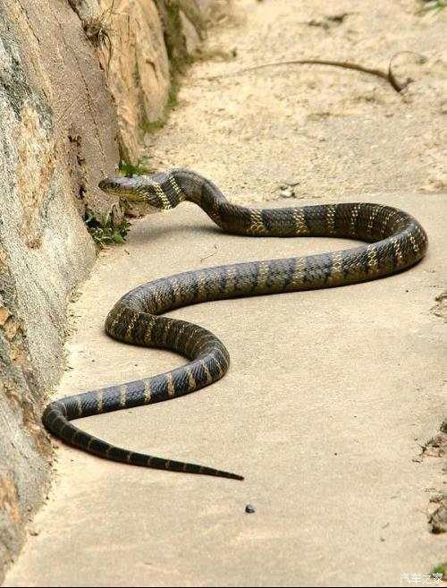 前几天我也遇见一条,不过不晓得是啥子蛇?