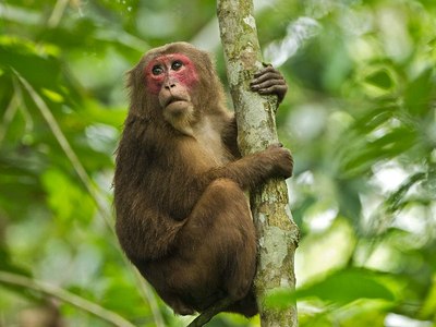 褐色毛色彩纯正有似金丝故又称金丝猴又因其尾过6厘米像被人用刀砍断