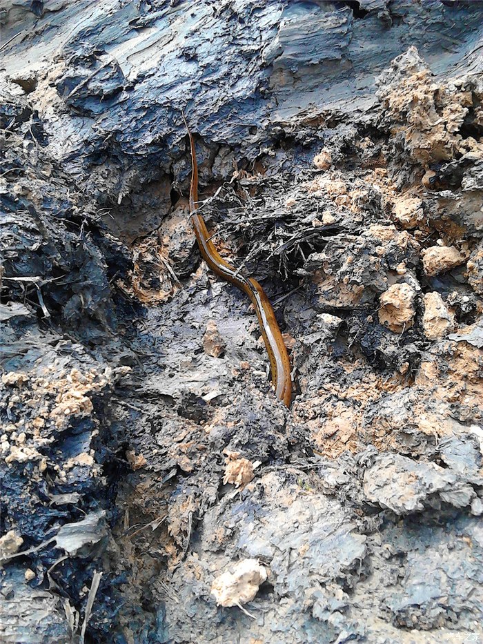 开小奔上班挖黄鳝下班摘枇杷支持山东论坛