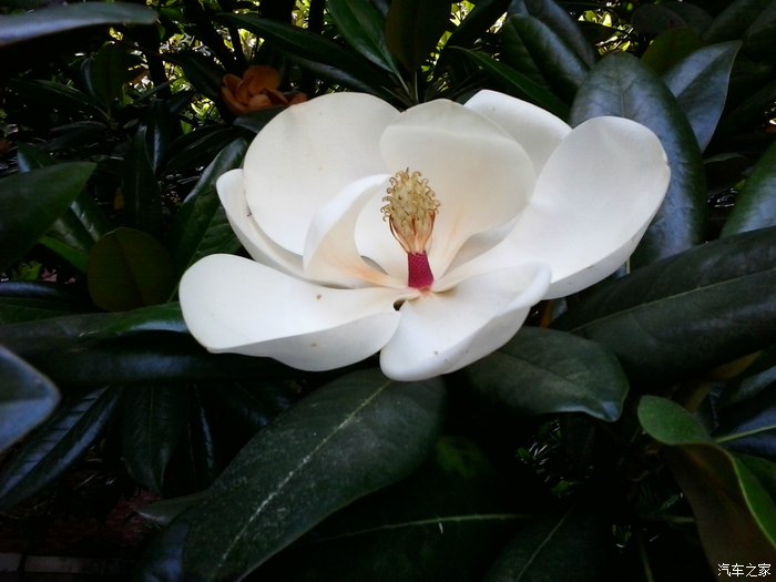 自驾游途中的洋玉兰
