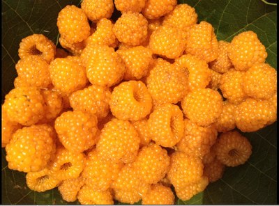 【图】昆明附近哪里可以摘野生锁梅?_云南论坛_汽车之家论坛