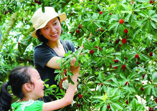 6月21日兰溪马涧杨梅节自驾游招募贴