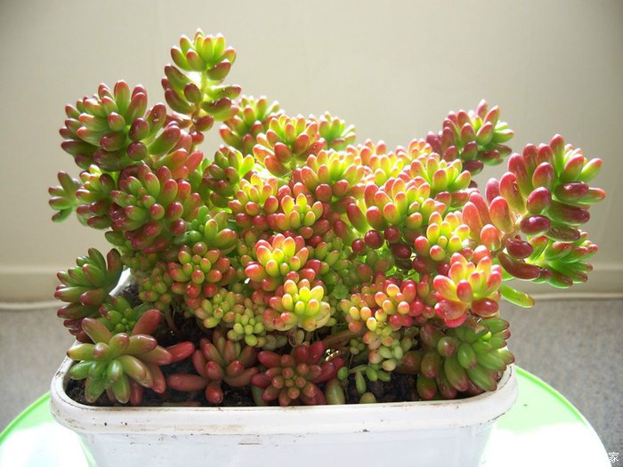 多肉植物真是太可爱了,可是也不太好养