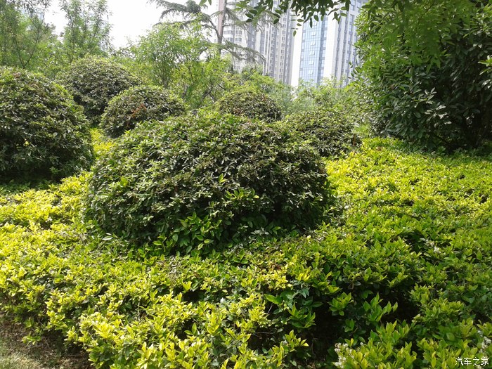 郁郁葱葱的人工植被