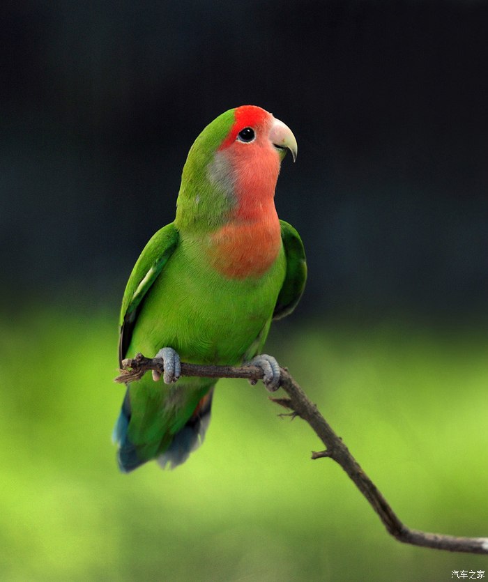 鹦鹉好漂亮,想养!