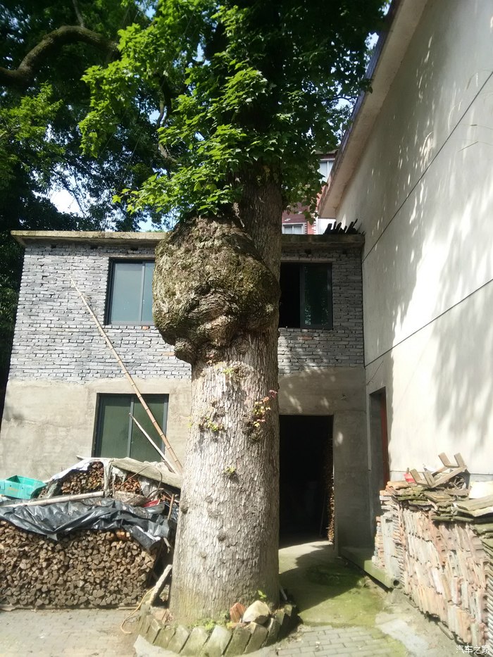 好大一只癞蛤蟆怎么爬到树上去了!