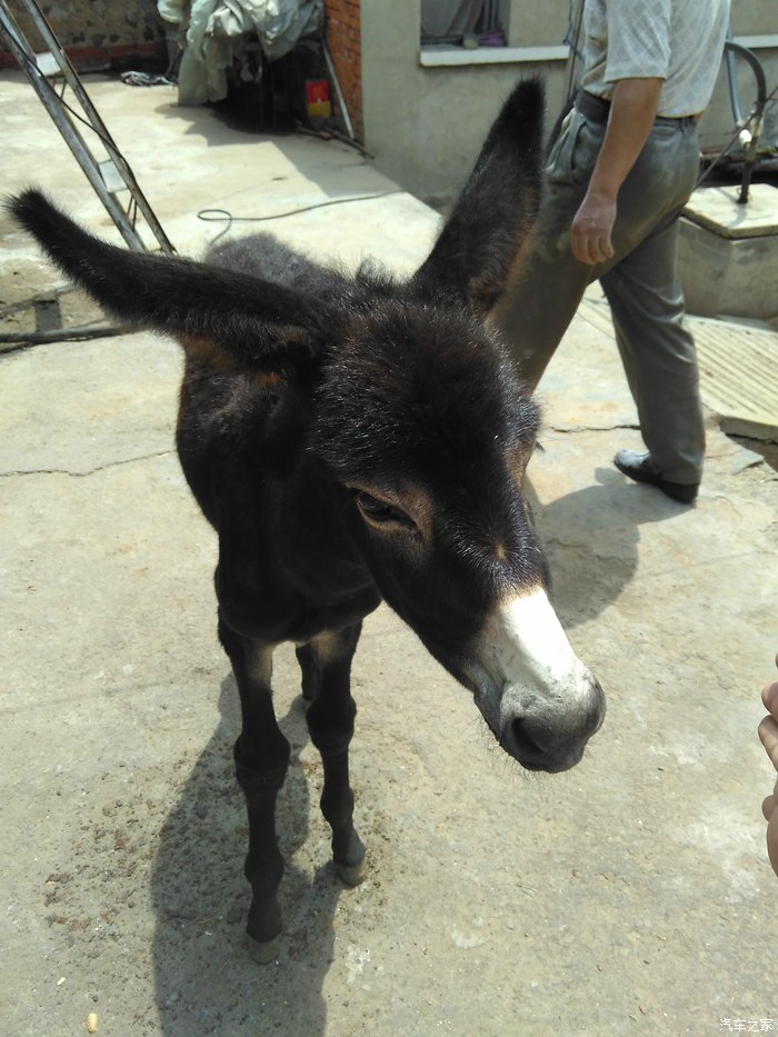 看看我家的小驴儿