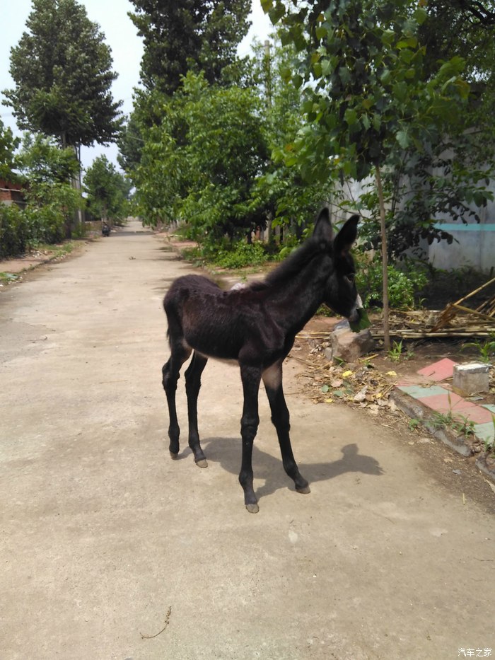 看看我家的小驴儿