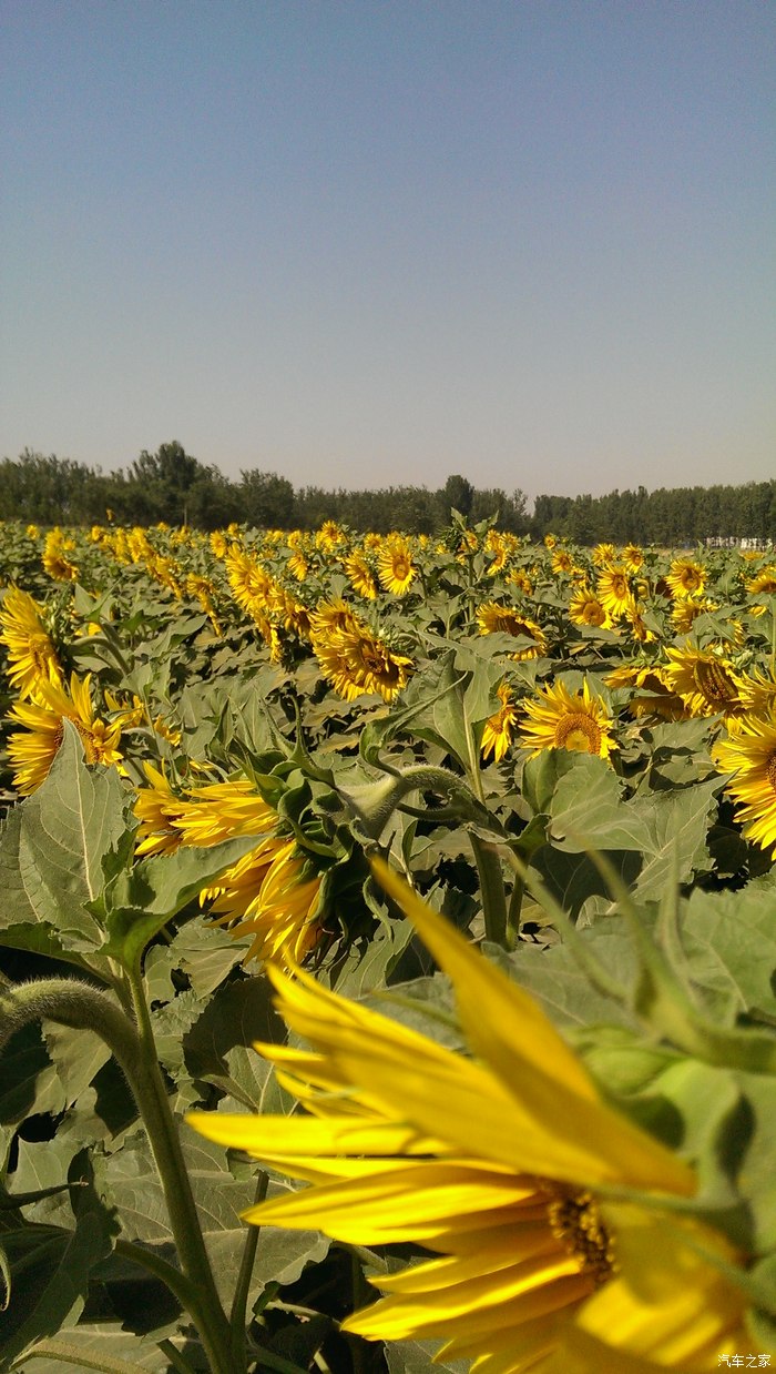 路边的向日葵