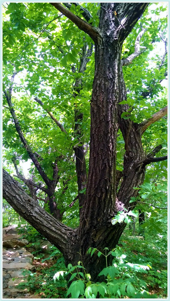 刺柞木树图片图片