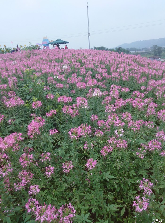 重庆cs35车友会永川十里荷香