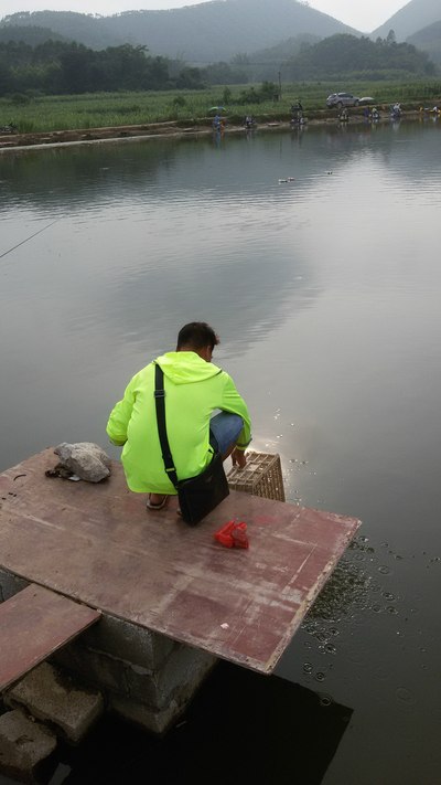 塘主把鱼放加鱼塘.怪不得鱼越来越难钓啦.