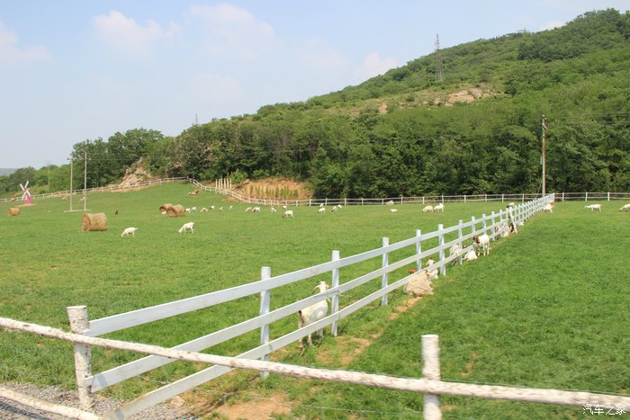 牧场,牛羊,风景如画.