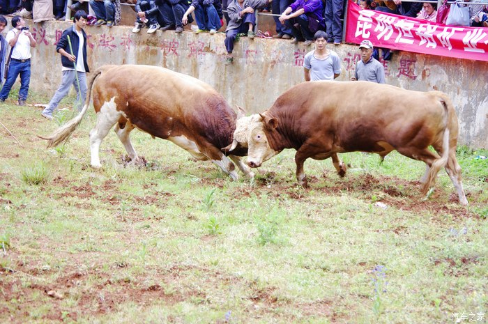 跋涉着希望父爱如山更新苗族花山节斗牛照图多杀猫