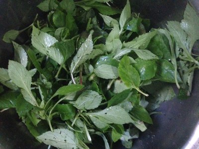 天然无污染野菜一清炒苦益菜