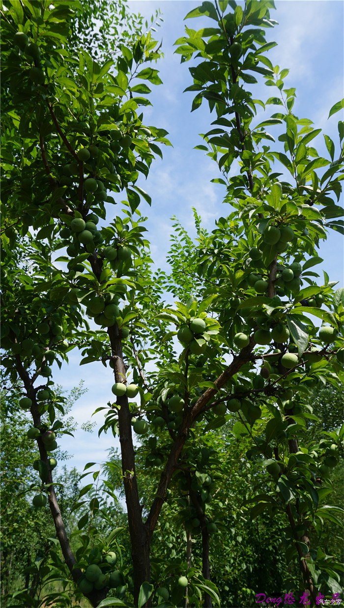 绿荫中的荆轲塔