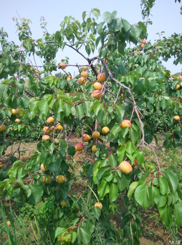 阳高的杏又快熟了