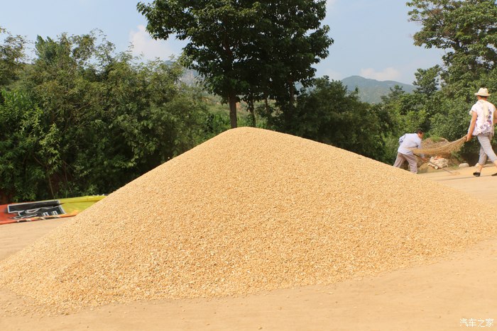 乡下农村收麦7080后童年的记忆